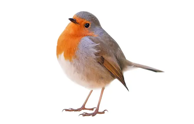 European robin, a songbird at risk of collisions with glass
