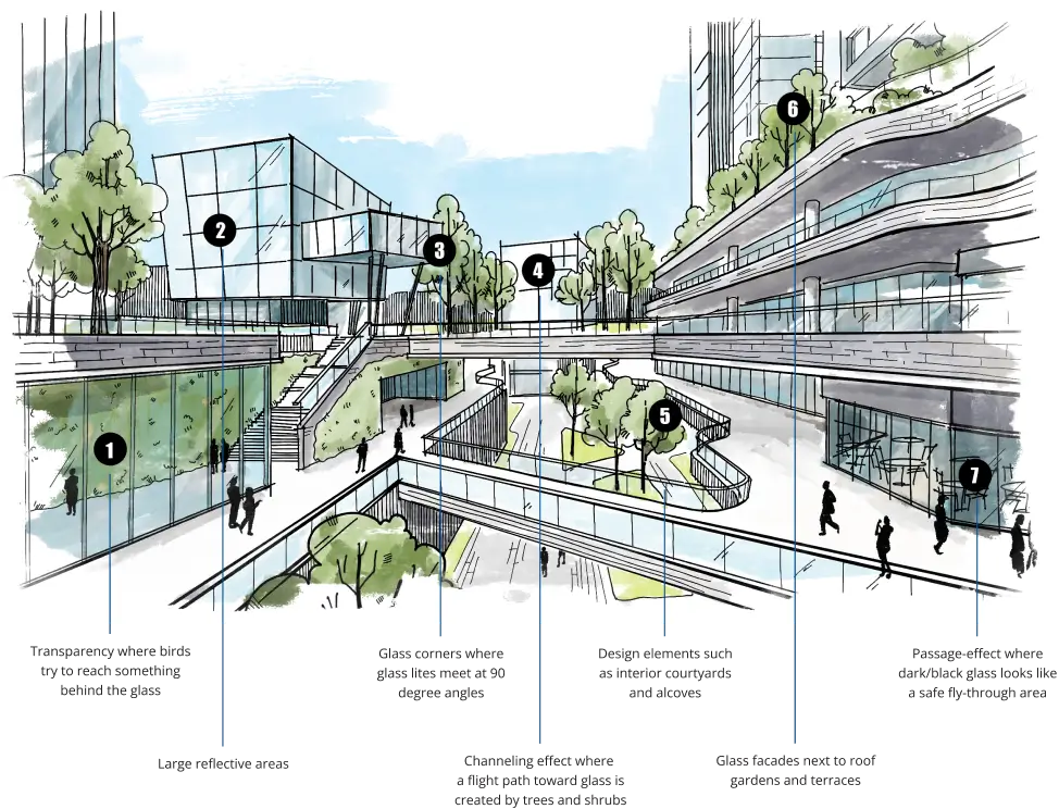 Building features that cause bird collisions with glass: transparency, reflective areas, glass corners, courtyards, planting near glass and facades by roof gardens